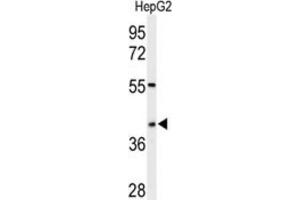 Western Blotting (WB) image for anti-WD Repeat Domain 82 (WDR82) antibody (ABIN3002141) (WDR82 抗体)