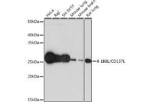 Western blot analysis of extracts of various cell lines, using 4-1BBL/CD137L Rabbit mAb (ABIN7271060) at 1:1000 dilution. (TNFSF9 抗体)
