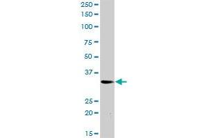 PLSCR3 MaxPab rabbit polyclonal antibody. (PLSCR3 抗体  (AA 1-295))