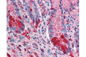 Image no. 1 for anti-Intestinal Alkaline Phosphatase (ALPI) antibody (ABIN303053) (Intestinal Alkaline Phosphatase 抗体)