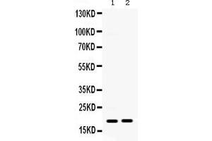 Anti- IP10 Picoband antibody, Western blottingAll lanes: Anti IP10  at 0. (CXCL10 抗体  (AA 22-98))