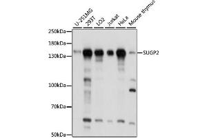 Western blot analysis of extracts of various cell lines, using SUGP2 antibody  at 1:1000 dilution. (SFRS14 抗体  (AA 500-700))