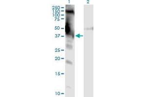 Western Blot analysis of DMWD expression in transfected 293T cell line by DMWD monoclonal antibody (M01), clone 3F5. (DMWD 抗体  (AA 245-334))