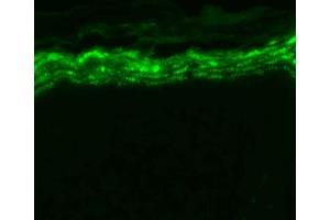 Immunohistochemistry analysis using Mouse Anti-Nav1. (SCN9A 抗体  (AA 1751-1946) (Atto 488))