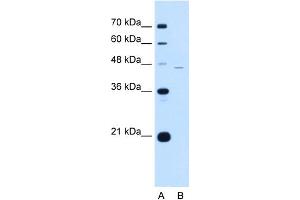 WB Suggested Anti-SIGLEC9 Antibody Titration:  0. (SIGLEC9 抗体  (C-Term))