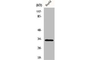 Western Blotting (WB) image for anti-Tumor Necrosis Factor Receptor Superfamily, Member 6b, Decoy (TNFRSF6B) (C-Term) antibody (ABIN7184804)