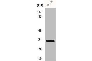 Western Blot analysis of HepG2 cells using DcR3 Polyclonal Antibody (TNFRSF6B 抗体  (C-Term))