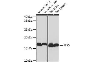 Western blot analysis of extracts of various cell lines, using HES5 Rabbit mAb (ABIN7267559) at 1:1000 dilution. (HES5 抗体)