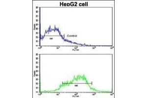 Flow cytometric analysis of HepG2 cells using EphA1 Antibody (N-term) (bottom histogram) compared to a negative control cell (top histogram). (EPHA1 抗体  (N-Term))