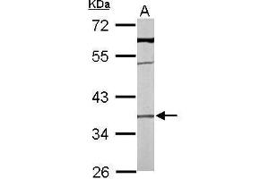 WB Image Sample (50 ug of whole cell lysate) A: mouse liver 10% SDS PAGE antibody diluted at 1:1000