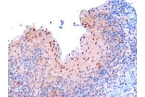 ABIN185045 (3 µg/mL) staining of paraffin embedded human tonsil. (Importin 9 抗体  (C-Term))