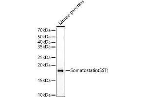 Western blot analysis of extracts of Mouse pancreas, using Somatostatin (SST) Rabbit pAb antibody (ABIN6133914, ABIN6148498, ABIN6148499 and ABIN6224956) at 1:500 dilution. (Somatostatin 抗体  (C-Term))