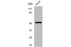 Western Blot analysis of HepG2 cells using Lad Polyclonal Antibody (SH2D2A 抗体  (Internal Region))