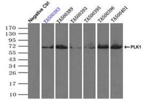 Image no. 1 for anti-Polo-Like Kinase 1 (PLK1) antibody (ABIN1500280) (PLK1 抗体)