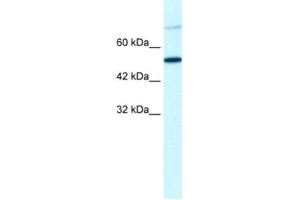 Western Blotting (WB) image for anti-T-Box 3 (TBX3) antibody (ABIN2460723) (TBX3 抗体)