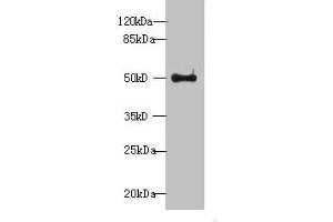 Western blot All lanes: WDR37 antibody at 7 μg/mL + HepG2 whole cell lysate Secondary Goat polyclonal to rabbit IgG at 1/10000 dilution Predicted band size: 55, 30 kDa Observed band size: 55 kDa (WDR37 抗体  (AA 1-264))