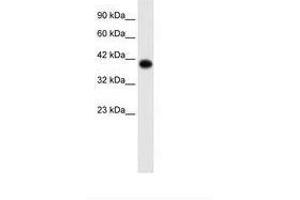 Image no. 2 for anti-Transcription Factor AP-4 (Activating Enhancer Binding Protein 4) (TFAP4) (C-Term) antibody (ABIN202276) (TFAP4 抗体  (C-Term))