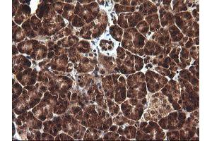 Image no. 2 for anti-D-Dopachrome Tautomerase (DDT) antibody (ABIN1497795) (DDT 抗体)