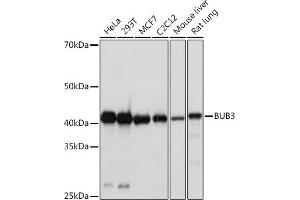 Western blot analysis of extracts of various cell lines, using BUB3 Rabbit mAb (ABIN7265960) at 1:1000 dilution. (BUB3 抗体)