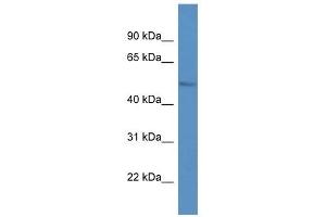 Western Blot showing LPL antibody used at a concentration of 1. (Lipoprotein Lipase 抗体  (C-Term))