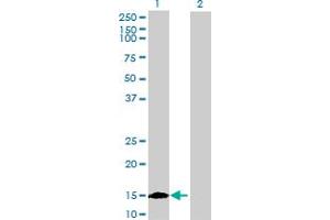 Western Blot analysis of ISCU expression in transfected 293T cell line by ISCU MaxPab polyclonal antibody. (ISCU 抗体  (AA 1-142))