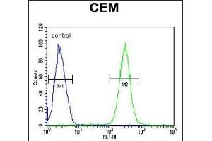 BCAN Antibody (C-term) (ABIN652096 and ABIN2840547) flow cytometric analysis of CEM cells (right histogram) compared to a negative control cell (left histogram). (BCAN 抗体  (C-Term))