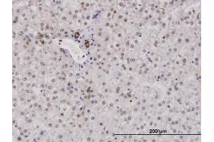 Immunoperoxidase of purified MaxPab antibody to RPA2 on formalin-fixed paraffin-embedded human liver. (RPA2 抗体  (AA 1-270))