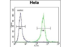 DNAJB6 Antibody (Center) (ABIN656424 and ABIN2845716) flow cytometric analysis of Hela cells (right histogram) compared to a negative control cell (left histogram). (DNAJB6 抗体  (AA 218-247))