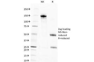 SDS-PAGE Analysis of Purified, BSA-Free Nuclear Marker Antibody (clone NM106). (Nuclear Marker 抗体)