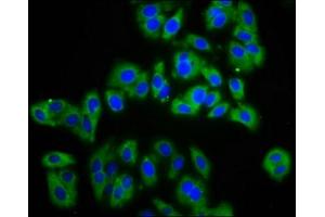 Immunofluorescence staining of HepG2 cells with ABIN7143409 at 1:133, counter-stained with DAPI. (APMAP 抗体  (AA 134-240))