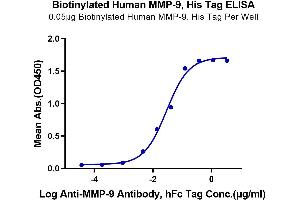 Immobilized Biotinylated Human MMP-9, His Tag at 0.