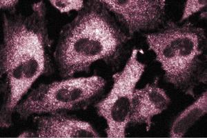 Immunofluorescence staining of human endothelial cells. (CSRP2 抗体  (AA 601-722))