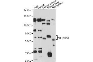 Western blot analysis of extracts of various cell lines, using BTN3A3 antibody (ABIN6292790) at 1:1000 dilution. (BTN3A3 抗体)