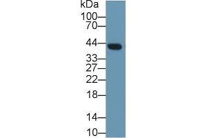 Western Blot; Sample: Mouse Lung lysate; Primary Ab: 1µg/ml Rabbit Anti-Rat CLU Antibody Second Ab: 0. (Clusterin 抗体  (AA 227-447))