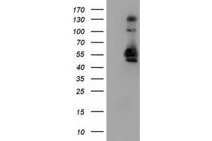 Image no. 4 for anti-Sorting Nexin 8 (SNX8) antibody (ABIN1501042) (SNX8 抗体)