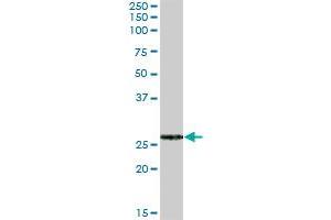 FKBP7 MaxPab polyclonal antibody. (FKBP7 抗体  (AA 1-222))