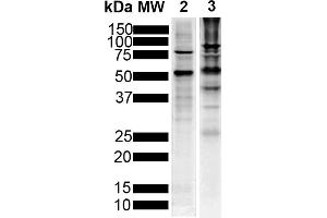 Western Blot analysis of Human Breast Cancer Cell line and Mouse Brain showing detection of Tau protein using Mouse Anti-Tau Monoclonal Antibody, Clone 1D5 (ABIN6952077). (tau 抗体  (Atto 594))