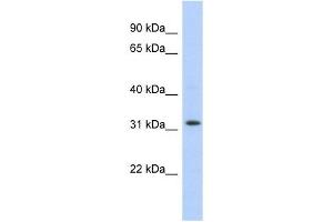 C1ORF131 antibody used at 1 ug/ml to detect target protein. (C1orf131 抗体  (Middle Region))