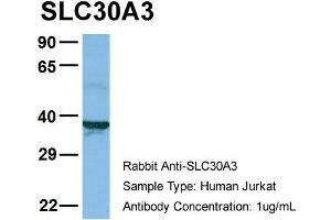 Western Blotting (WB) image for anti-Solute Carrier Family 30 (Zinc Transporter), Member 3 (Slc30a3) (Middle Region) antibody (ABIN2781590)