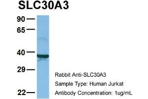 Host: Rabbit Target Name: SLC30A3 Sample Type: Jurkat Antibody Dilution: 1. (Slc30a3 抗体  (Middle Region))
