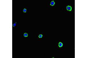 Immunofluorescent analysis of MCF-7 cells using ABIN7153920 at dilution of 1:100 and Alexa Fluor 488-congugated AffiniPure Goat Anti-Rabbit IgG(H+L) (SLC37A1 抗体  (AA 245-302))