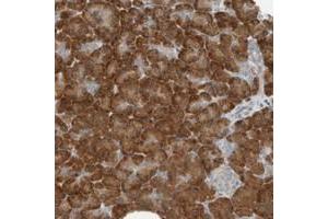 Immunohistochemical staining of human pancreas with SEL1L polyclonal antibody  shows strong cytoplasmic positivity in exocrine glandular cells at 1:10-1:20 dilution. (SEL1L 抗体)