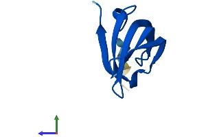 Protein Structure (PS) image for Small Nuclear Ribonucleoprotein Polypeptide G (SNRPG) (AA 1-76) protein (Fc Tag) (ABIN7551608)