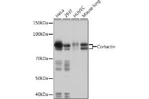Western blot analysis of extracts of various cell lines, using Cortactin Rabbit mAb (ABIN7266511) at 1:1000 dilution. (Cortactin 抗体)