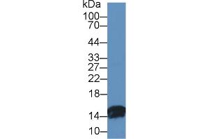 Western Blot; Sample: Bovine Small intestine lysate; Primary Ab: 1µg/ml Rabbit Anti-Bovine FABP2 Antibody Second Ab: 0. (FABP2 抗体  (AA 2-128))