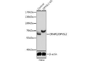 Western blot analysis of extracts from normal (control) and CRMP2/CRMP2/DPYSL2 knockout (KO) HeLa cells, using CRMP2/CRMP2/DPYSL2 antibody (ABIN7266769) at 1:3000 dilution. (DPYSL2 抗体  (AA 400-500))