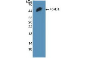 Detection of Recombinant H2AFX, Human using Polyclonal Antibody to H2A Histone Family, Member X (H2AFX) (H2AFX 抗体  (AA 2-143))