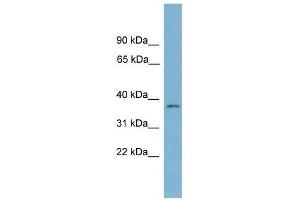 Western Blot showing NUBP1 antibody used at a concentration of 1-2 ug/ml to detect its target protein. (NUBP1 抗体  (Middle Region))