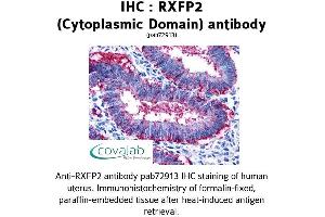 Image no. 1 for anti-Relaxin/insulin-Like Family Peptide Receptor 2 (RXFP2) (2nd Cytoplasmic Domain) antibody (ABIN1738984) (RXFP2 抗体  (2nd Cytoplasmic Domain))