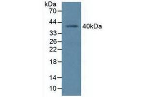 Western blot analysis of Human K562 Cells. (BMI1 抗体  (AA 152-289))